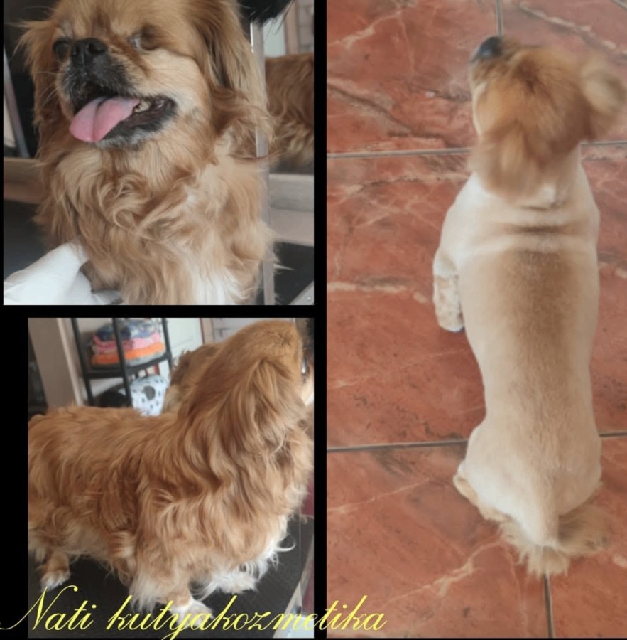 Trabajo real de peluquería canina 4