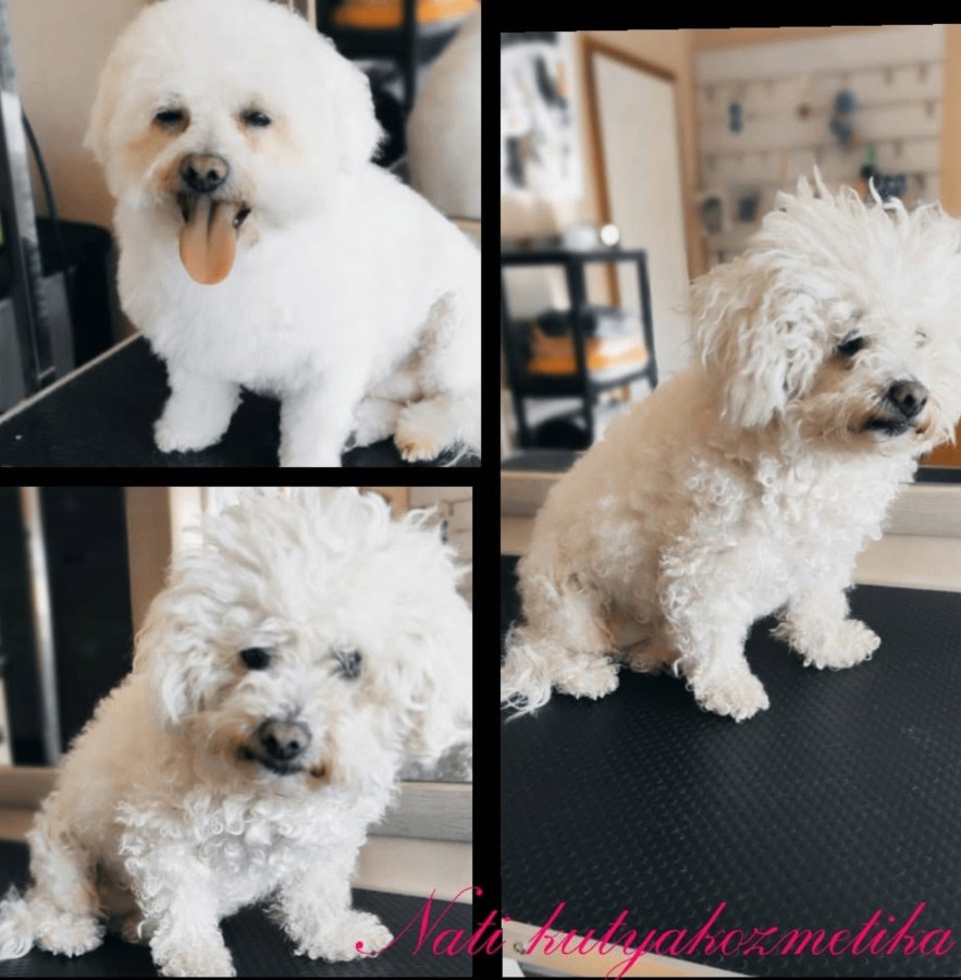 Trabajo real de peluquería canina 3