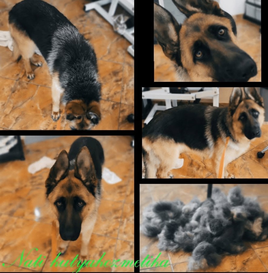 Trabajo real de peluquería canina 1